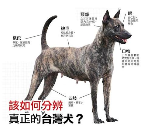 黑狗品種|台灣犬